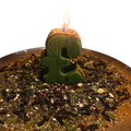 Gold Rush Money Spell